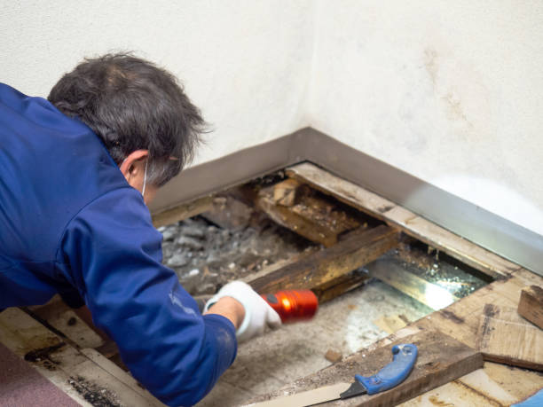 Best Crawl Space Mold Removal  in Covelo, CA