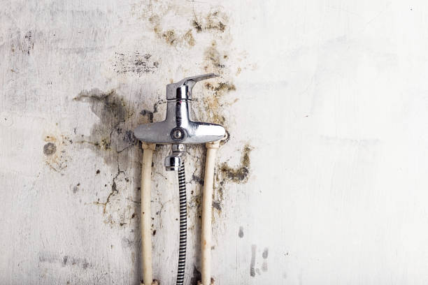 Best Mold Cleaning Services  in Covelo, CA