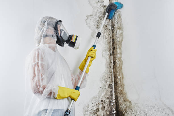 Professional Mold Removal in Covelo, CA