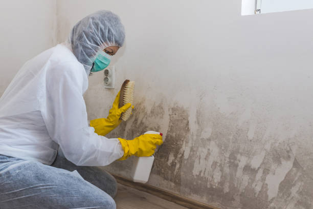 Best Mold Testing and Removal  in Covelo, CA