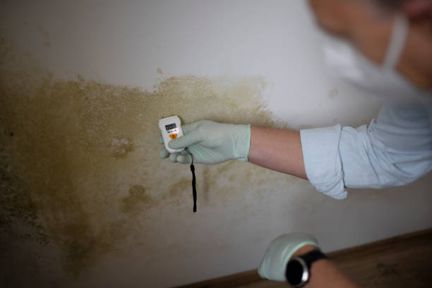 Mold Testing and Removal in Covelo, CA