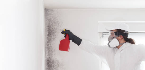 Best Mold Inspection  in Covelo, CA