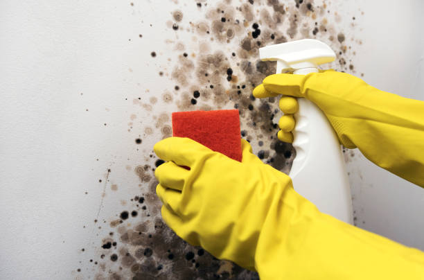 Best Black Mold Removal  in Covelo, CA