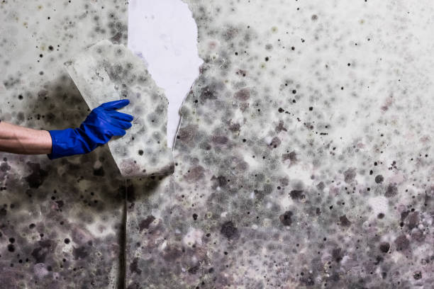 Best Mold Damage Repair  in Covelo, CA