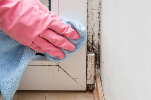 Best Mold Damage Repair  in Covelo, CA